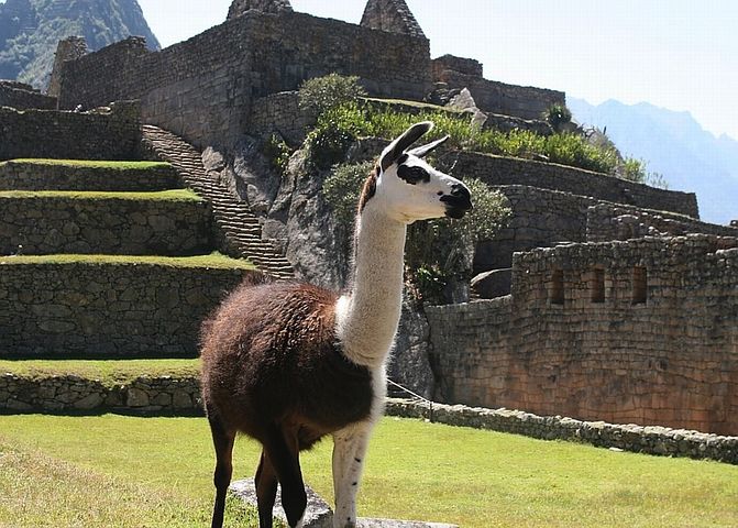 La imagen tiene un atributo ALT vacío; su nombre de archivo es LLAMA.jpg